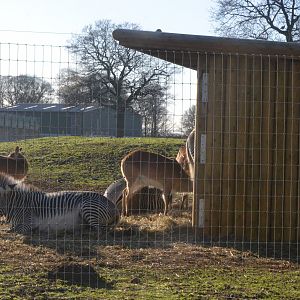 Grevy's Zebra at Yorkshire WP, 14/01/17