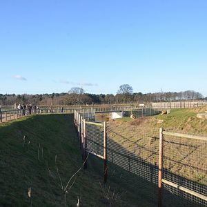 Lion Country at Yorkshire WP, 14/01/17