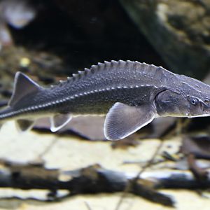 Danube Sturgeon at Den Blå Planet 14/01/2017