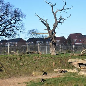 African Wild Dog Pups at Yorkshire WP, 14/01/17