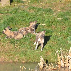 African Wild Dog Pups at Yorkshire WP, 14/01/17