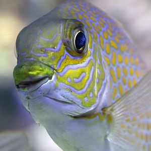 Gold Saddle Rabbitfish at Den Blå Planet 14/01/2016