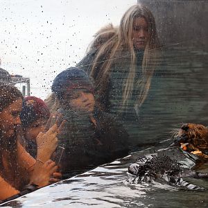 Sea Otter at Den Blå Planet 14/01/2017