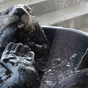 Sea Otter at Den Blå Planet 14/01/2016