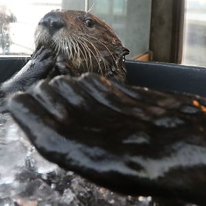 Sea Otter at Den Blå Planet 14/01/2017