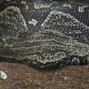 Boa Constrictor Occident alis Buin Zoo