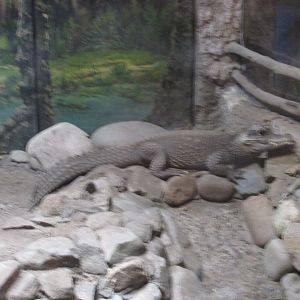 dwarf crocodile buin zoo
