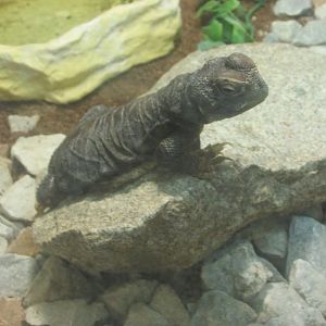 uromastyx dispar