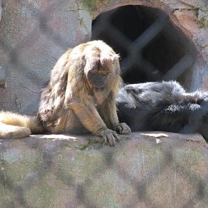 black howler monkey Buin Zoo
