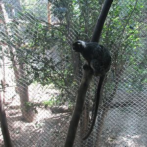 Red Chested Moustached Tamarin Buin Zoo