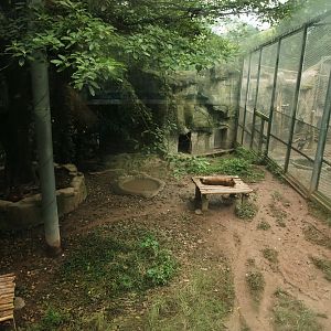 Dhole Exhibit