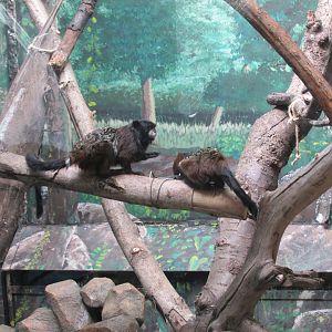 saddleback tamarin