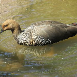 upland goose