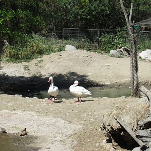 coscoroba swan
