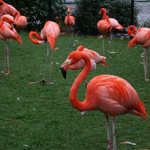 American Flamingo (