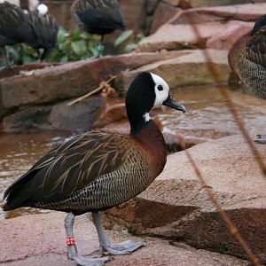White-faced Whistling duck