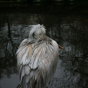Dalmatian pelican