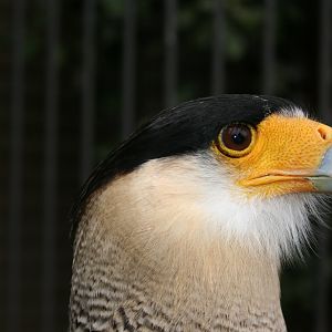 Southern Crested Caracara
