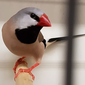 Red-billed long-tailed finch