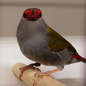Red-browed finch