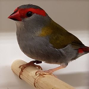 Red-browed finch