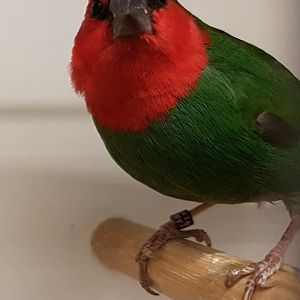 Red-throated parrotfinch