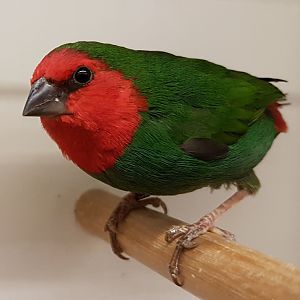 Red-throated parrotfinch