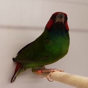 Red-headed parrotfinch