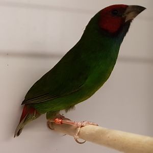 Red-headed parrotfinch