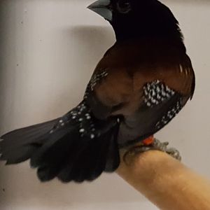 Rufous-backed mannikin