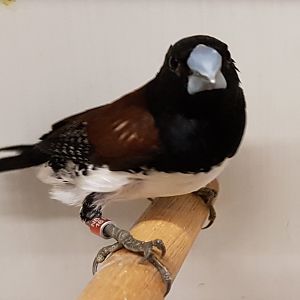 Rufous-backed mannikin