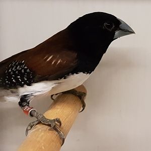 Rufous-backed mannikin