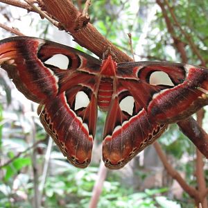 Atlas Moth