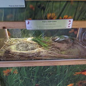 Snakes of Texas- Prairie Rattlesnake Exhibit