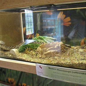 Snakes of Texas- Western Massasauga Rattlesnake Exhibit