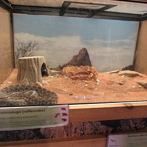Snakes of Texas- Desert Massasauga Rattlesnake Exhibit