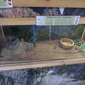 Snakes of Texas- Northern Black-Tailed Rattlesnake Exhibit