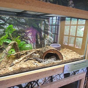 Snakes of Texas- Western Pygmy Rattlesnake Exhibit