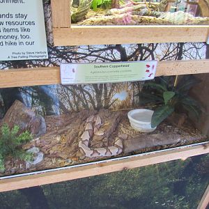 Snakes of Texas- Southern Copperhead Exhibit