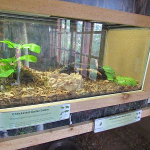 Snakes of Texas- Checkered Garter Snake Exhibit