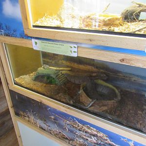 Snakes of Texas- Diamond-Backed Water Snake Exhibit