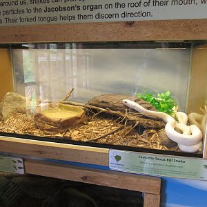Snakes of Texas- Leucistic Texas Rat Snake Exhibit