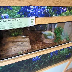 Snakes of Texas- Blotched Water Snake Exhibit
