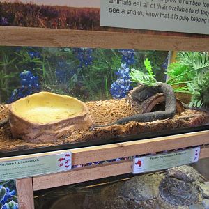 Snakes of Texas- Western Cottonmouth Exhibit
