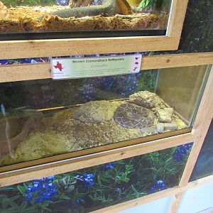 Snakes of Texas- Western Diamondback Rattlesnake Exhibit