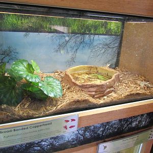 Snakes of Texas- Broad-Banded Copperhead Exhibit