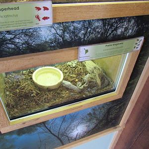 Snakes of Texas- Prairie Kingsnake Exhibit