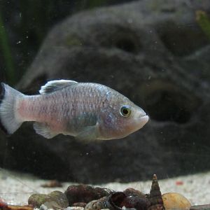 Charco Palma Pupfish