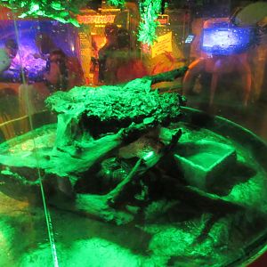 Coconut Crab Exhibit