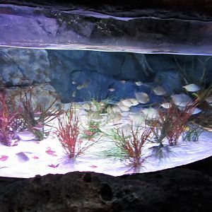 Rainforest Adventure- Amazon Tank 1